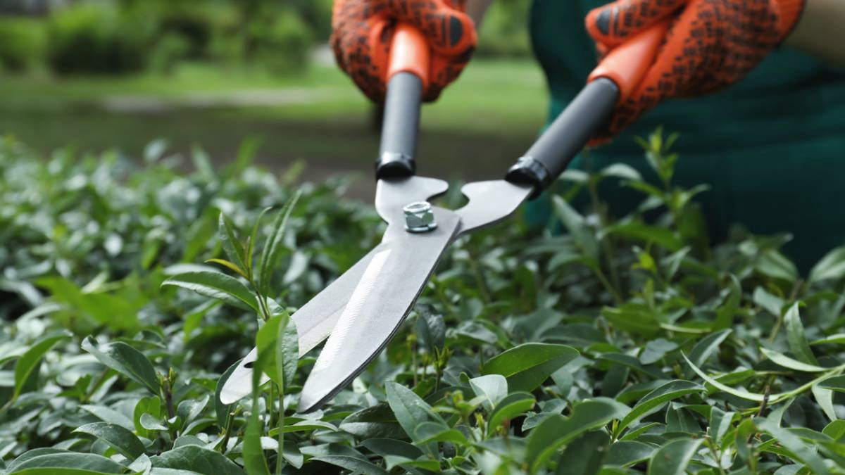 Hedge and Shrub Trimming